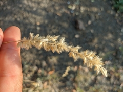 Melica transsilvanica