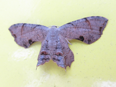 Dysaethria moza