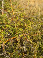 Crataegus stevenii