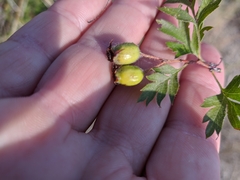 Crataegus stevenii