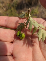 Crataegus stevenii