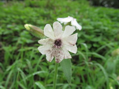 Microbotryum lychnidis-dioicae