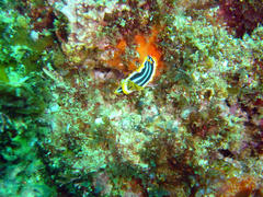 Chromodoris africana