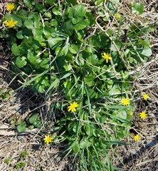 Ficaria verna ficariiformis