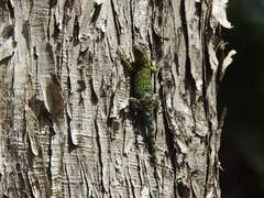 Sceloporus taeniocnemis