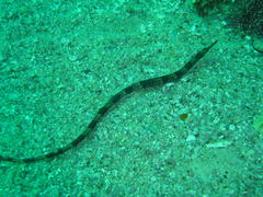 Syngnathus temminckii