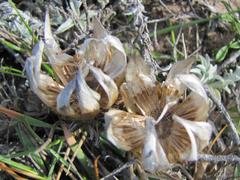 Helichrysum retortum