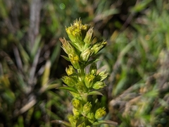 Solidago
