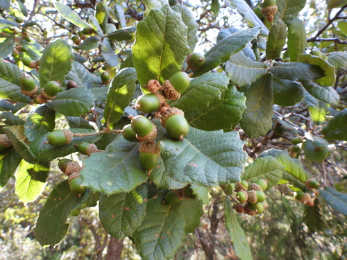 Image of Quercus greggii by (c) Leticia Jiménez Hernández, some rights reserved (CC BY-SA)