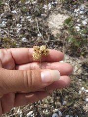 Helichrysum arenarium