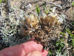 Helichrysum retortum
