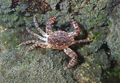 Cryptopotamon anacoluthon