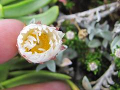 Helichrysum retortum