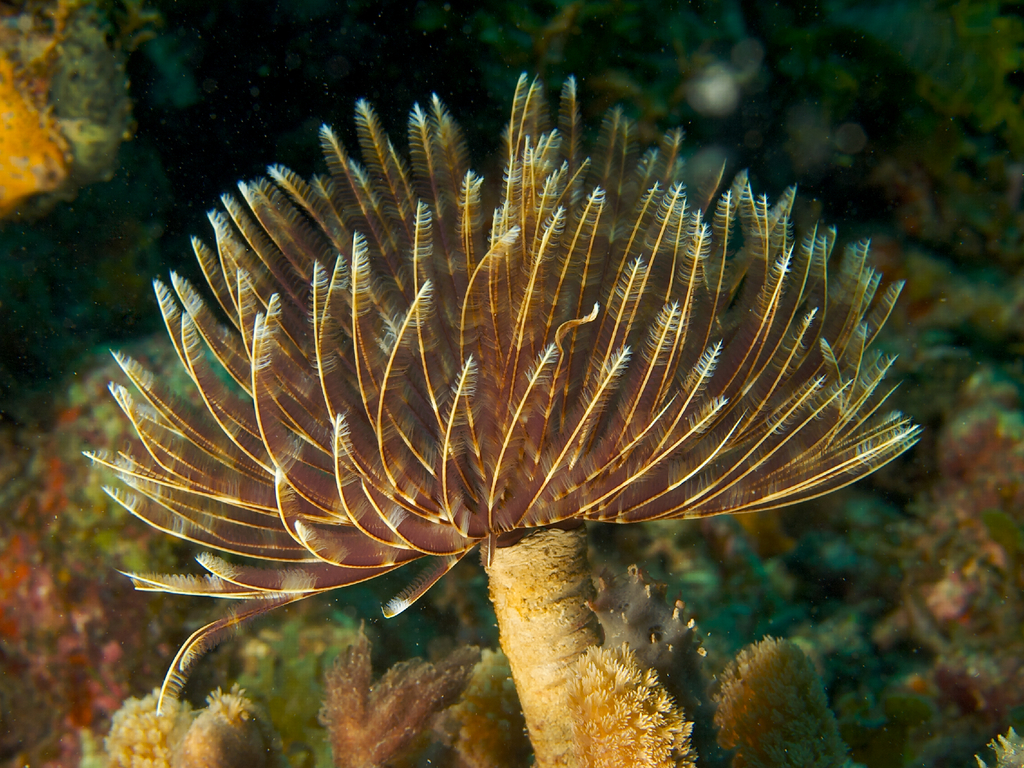 Magnificent Feather Duster