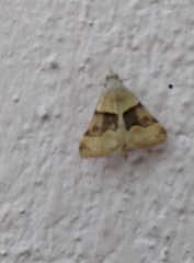 Hemeroplanis incusalis