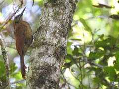 Dendrocolaptes picumnus