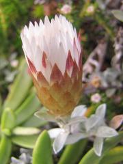 Helichrysum retortum