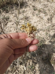 Helichrysum arenarium