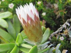 Helichrysum retortum