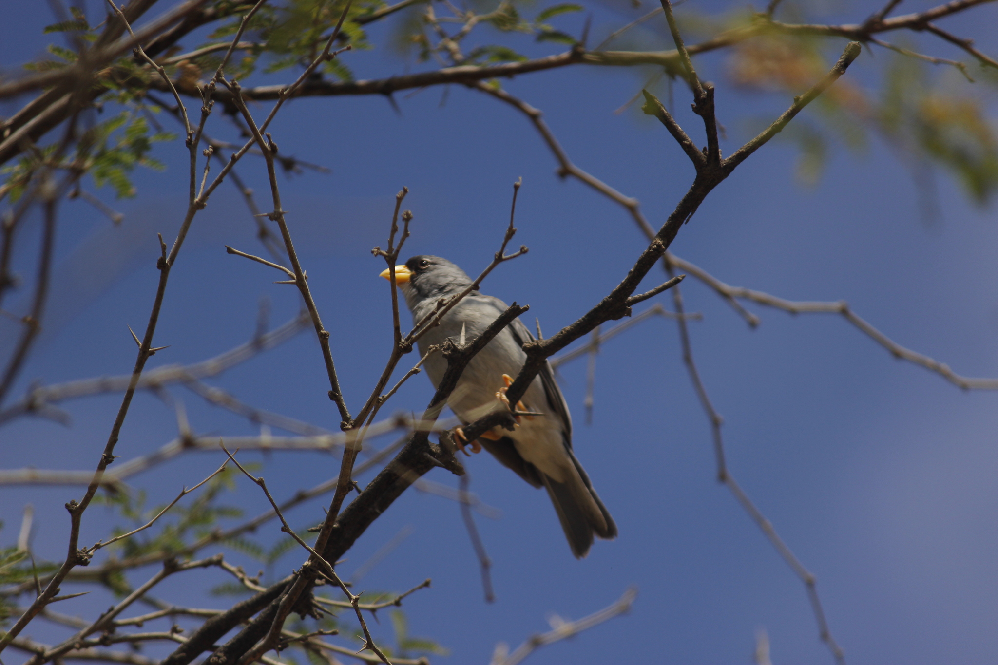 Cinereous Finch (Piezorina cinerea), photo 5