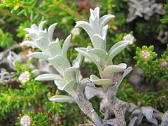 Helichrysum retortum