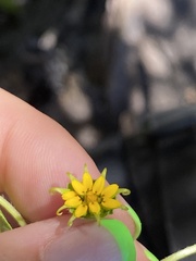 Melampodium longicorne