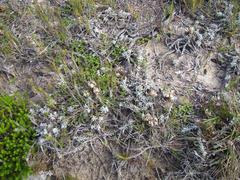 Helichrysum retortum