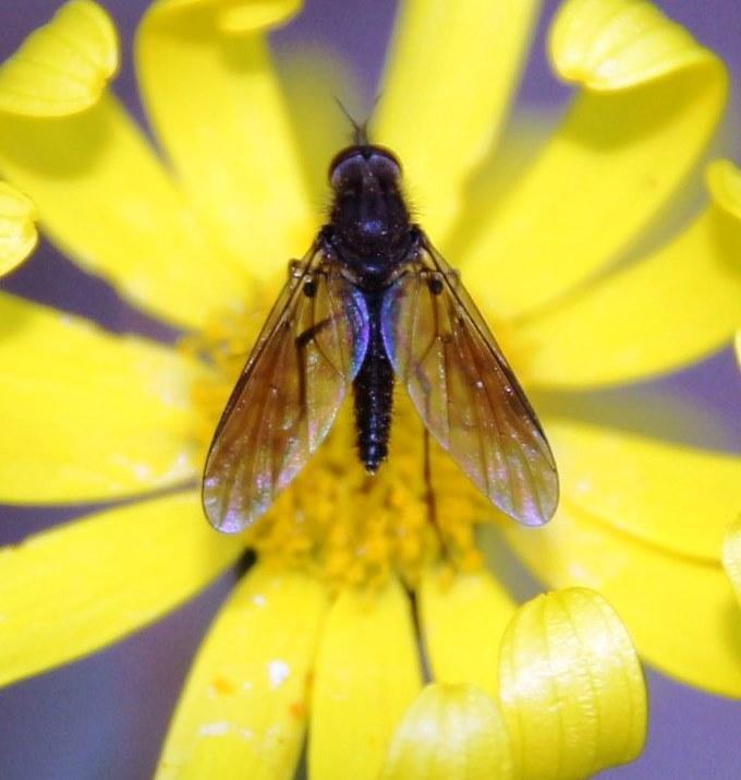 Pseudoammictus