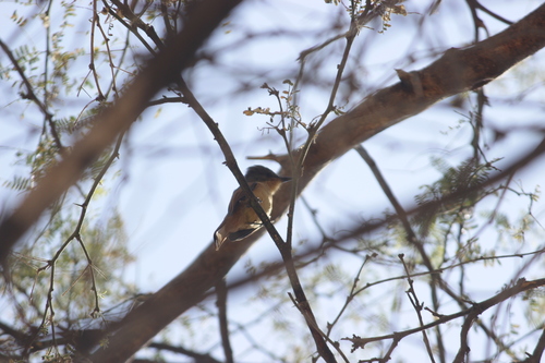 Rufous Flycatcher