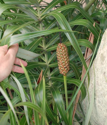 Allagoptera arenaria (Gomes) Kuntze