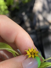 Melampodium longicorne