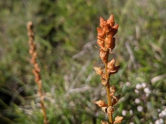 Aletris formosana