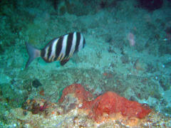 Diplodus hottentotus