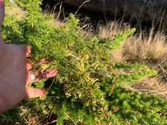 Grevillea juniperina