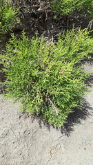 Sympegma regelii