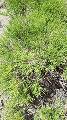 Sympegma regelii
