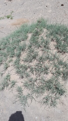 Reaumuria songarica
