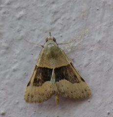 Hemeroplanis incusalis