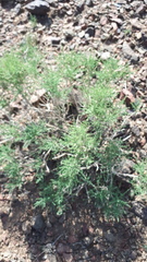 Sympegma regelii