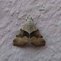 Hemeroplanis incusalis