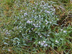 Conostomium natalense natalense