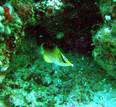 Prognathodes aculeatus