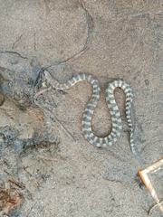 Hydrophis schistosus