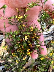 Dillwynia tenuifolia