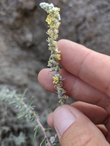Forage Kochia