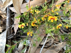 Dillwynia tenuifolia