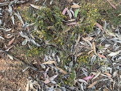 Dillwynia tenuifolia