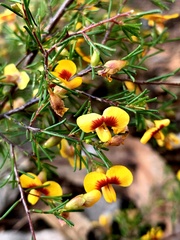 Dillwynia tenuifolia
