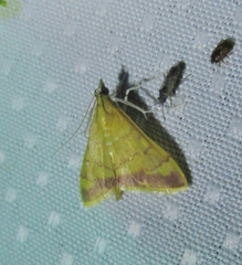 Pyrausta pseudonythesalis