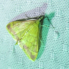 Pyrausta pseudonythesalis